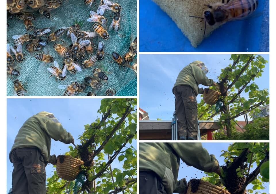 De Schokkerbij heeft de eerste bijenzwermen van 2020 geschept